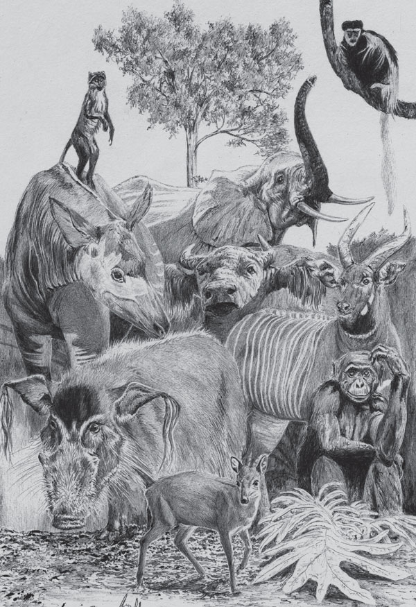 Dívka v krokodýlí kůži: Mýty a legendy národů Afriky